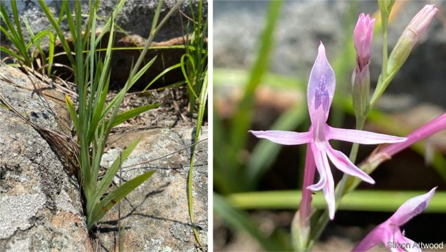 Radinosiphon leptostachya, the base of a plant showing the leaves and a close-up of a flower